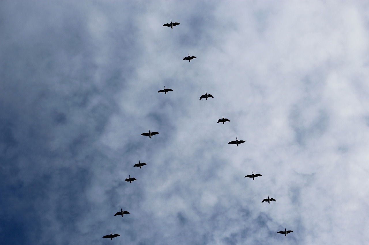 Animal Migrations: Spectacular Journeys and Conservation Challenges